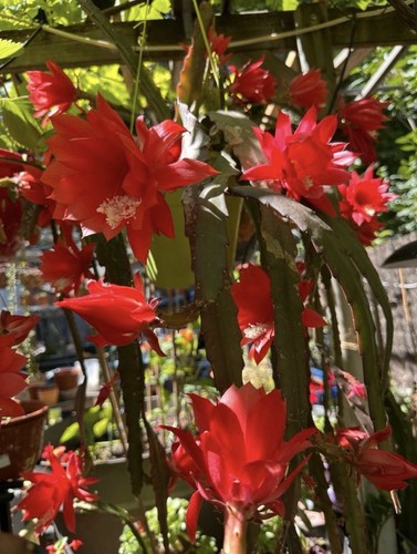 Epiphyllum cactus orchidée - epiphyllum, .cactus