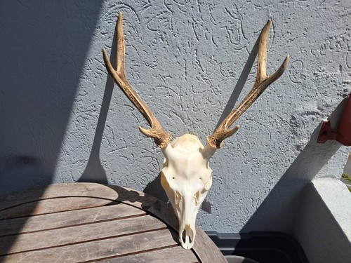 Crâne cerf sika - cerf,