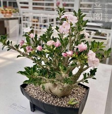 2PCS RareSucculent plant