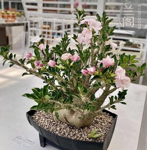 2pcs raresucculent plant - 2pcs,