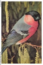 ASHP16-1052-ANIMAUX -