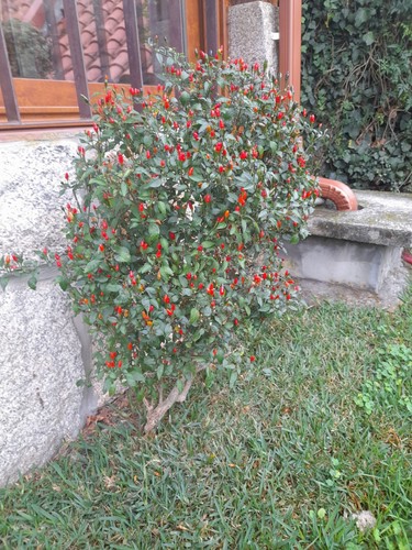 Graines piment fort - 15,