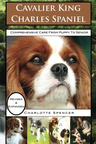 Cavalier king charles spaniel - king,