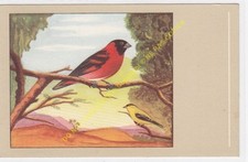 CP POSTCARD Oiseau Bird Tarin