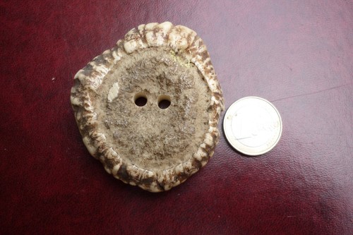 Bois cerf rare boucle de - /,
