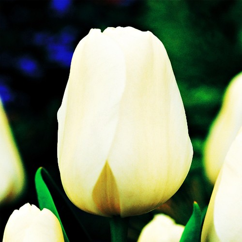 Bulbes tulipes - bulbes, de