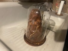 Oddities Morbid Shrunken Head Tsantsa Ecuadorian Decorative in a Glass Dome