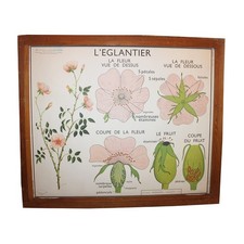 Vintage Nightingale School Educational Poster / Rosehip / Pea