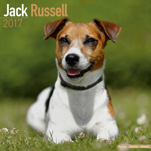 Calendrier 2017 jack russel - calendrier,