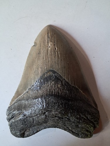 Grande dent megalodon - grande, de