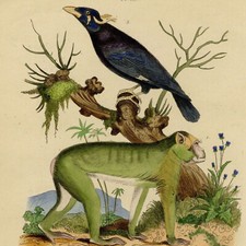 Décoration Singe Macaque de Barbarie Margot Mainate Gravure originale XIXe