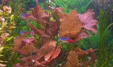 nenuphar x 3  bulbes demarés nymphea rubra lotus rouge aquarium   bulbe