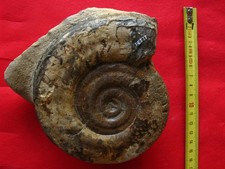Ammonite du Toarcien 