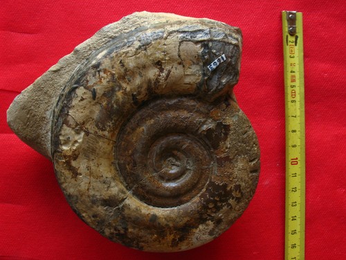 Ammonite toarcien - du,