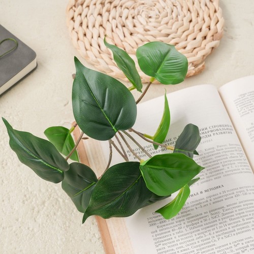 Pour mini têtes pothos - têtes,