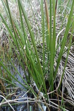 2 plants de jonc des