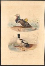 1853 Gravure aquarellée Canard mandarin Garrot à œil d'or oiseaux Ornithologie