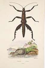 Antique engraving v 1840 Natural history GUERIN Phasianelle/Phasme insect