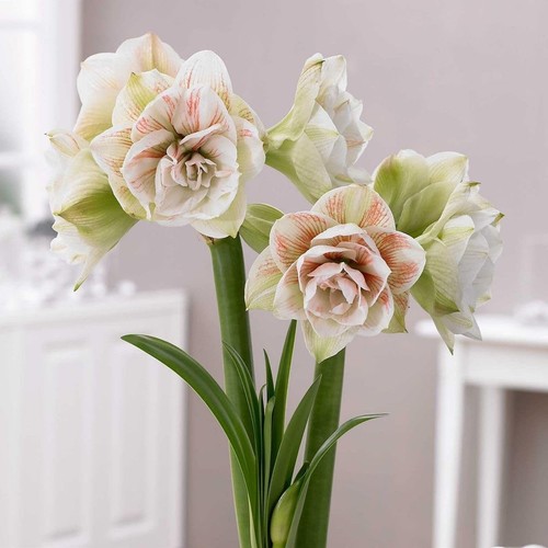 Double whitish pink amaryllis - whitish,