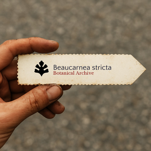 Beaucarnea stricta seeds - beaucarnea,