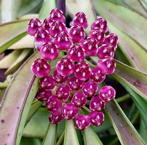 Hoya wayetii 40cm - 10-40cm, |
