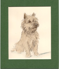 Lucy Dawson ~ Cairn Terrier ~ Hand Coloured Print Genuine Vintage 1937