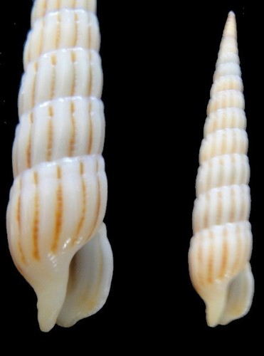 Coquillage collection - coquillage,