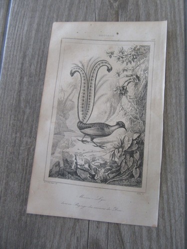 Gravure originale 1890 - originale,