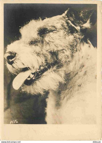 Carte postale animaux - -,