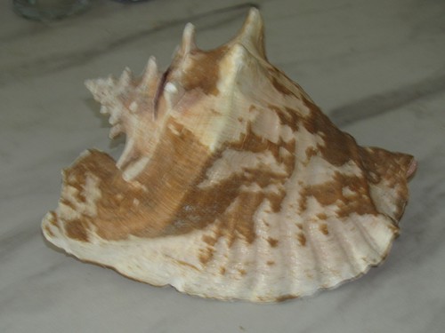 Coquillage strombus gigas - strombus, •