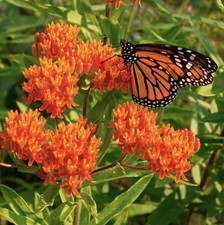 100 Milkweed Seeds- Attract Monarch Butterflies-Native Wildflower-Easy To Grow