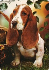 CPA AK Basset hound DOG