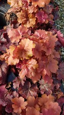 Heuchera x hybrida 'Crème Brûlée' / Heuchère hybride orangé / Conteneur de 3 ...