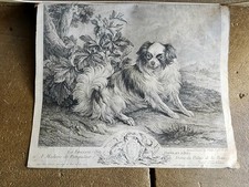 Gravure 1756 Le Chien De Mme