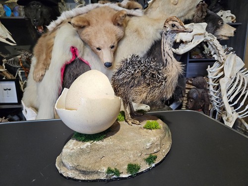 Taxidermie autruchon avec - taxidermie,