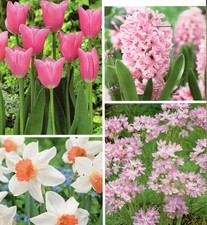 25 bulbes à fleurs roses 6