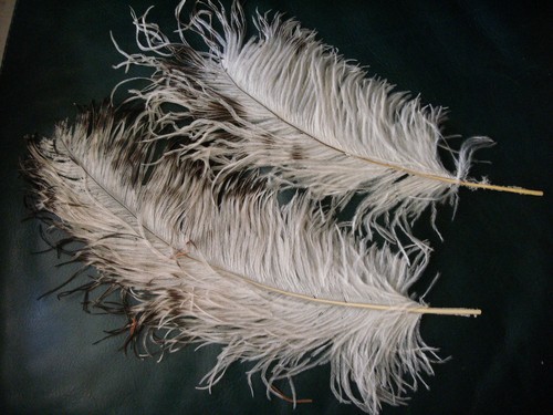 Lot plumes blanches - de,