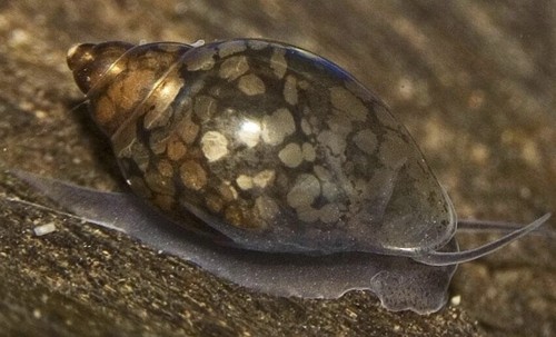 Lot physe aquarium - de,
