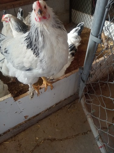 Light brahma hatching eggs - light,