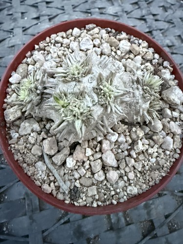 Gorgeous pachypodium - gorgeous!!!,