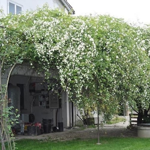 Rosier banks blanc alba - rosier,