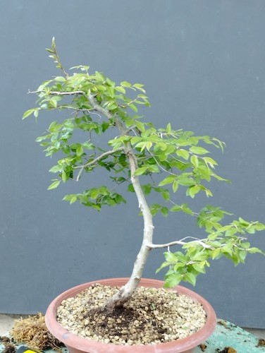 Pré bonsaï carpin noir x - pré, 45