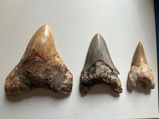 Lot dents de requin fossiles