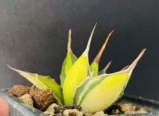 RARE! Agave Horrida Mediopicta