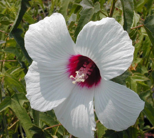 Graines hibiscus laevis - 20,