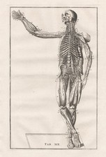 Squelette Humain Muscles Eustachius Anatomie Médecine Gravure Sur Cuivre 1800