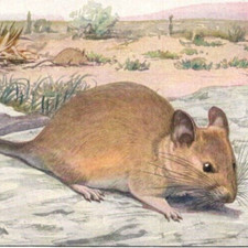 Antique Art by Louis A. Fuertes Art: National Geo: Muskrat & Woodrat