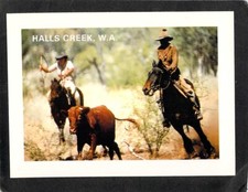 C2983 Australia WA Halls Creek Cattle Mustering Marble Downs Station MV postcard