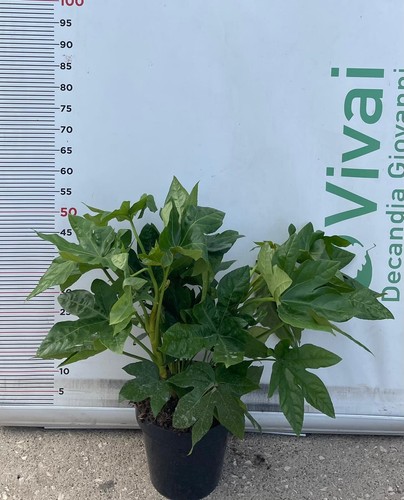 Plante fatsia japonica ou - plante,