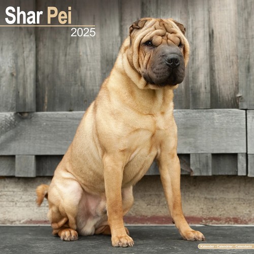 Calendrier 2025 shar pei - 2025,